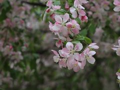 -海棠花溪(元大都城垣遗址公园)