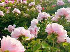 -青岛中山公园-索道售票处