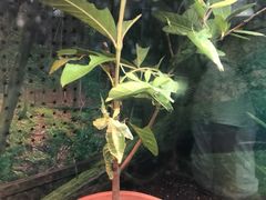 -上海大自然野生昆虫馆(东方明珠·爬宠昆虫探索中心)