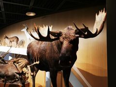 -陕西自然博物馆