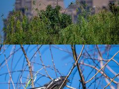 -洋湖国家湿地公园