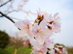 -花开海上生态园