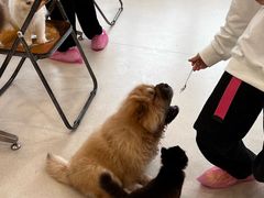 -共舞时光猫咖·狗咖(新街口店)