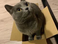 -猫十亿·布偶金渐层·曼基康矮脚猫舍(青年路店)