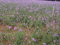 -松山湖梦幻百花洲