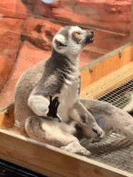 -Zoolung Zoolung动物主题公园(海信广场店)