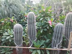 -呀路古热带植物园