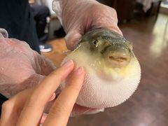 -肆月河豚·新淮扬(金融街店)
