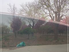 -甜心庄园·甜心草莓采摘园(西青中北店)