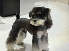 -天使宠物医院·犬猫分诊(彩虹店)