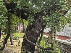 -泰山风景名胜区-普照寺
