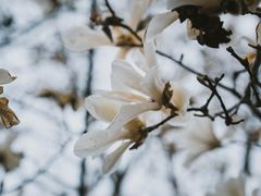 -长春观