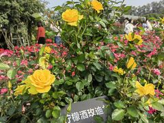 -立新湖公园