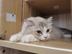 -猫域·湾主题猫咖·宠物吧(南坪城市广场店)