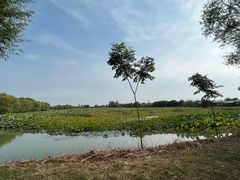 -泗洪洪泽湖湿地景区