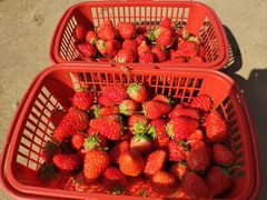 -胜丰草莓采摘园