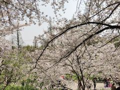 -苏州上方山国家森林公园