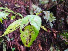 -怀托摩萤火虫洞