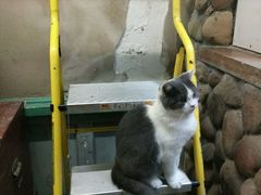 -猫咪博物馆(顶澳仔猫街店)