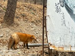 -潭柘寺景区