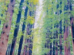 -日照海滨国家森林公园
