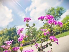 -成飞公园