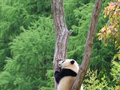 -卧龙中华大熊猫苑神树坪基地
