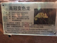 -上海大自然野生昆虫馆(东方明珠·爬宠昆虫探索中心)
