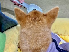 -逗柴咖啡屋·狗咖猫咖宠物桌游