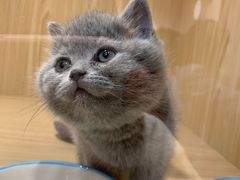 -屋虎猫馆(宝安大仟里店)