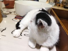 -藏猫猫咖啡主题馆(中央大道店)