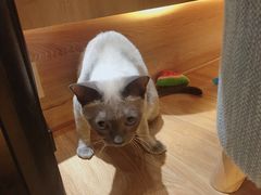 -滚猫咖啡·猫咖·猫友好撸猫(未来城店)