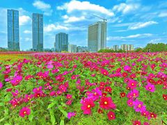 -映月湖中央公园