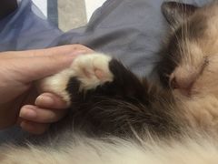 -猫色咖啡·猫咖