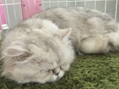 -Oh My Dog宠物沙龙(伊珊娜皮毛护理店)