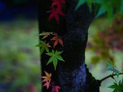 -京都御所
