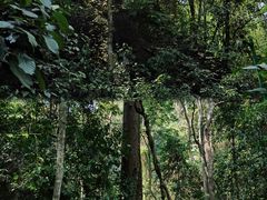 -西双版纳原始森林公园