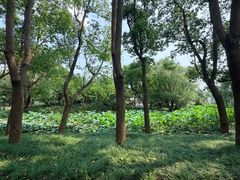 -同里国家湿地公园