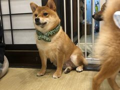 -逗柴咖啡屋·狗咖猫咖宠物桌游