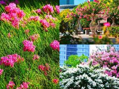 -杭州城北体育公园