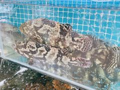 -范饭椰林川湘味海鲜·椰子鸡(三亚湾椰梦长廊店)