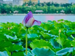 -莲花池公园