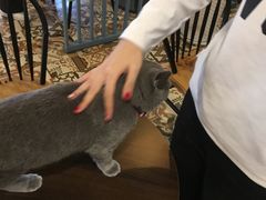 -共舞时光猫咖·狗咖(新街口店)