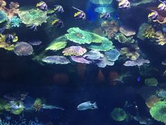 -暹罗海洋世界