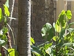 -亚龙湾希尔顿自助餐厅·海鲜·烧烤·沙滩BBQ·现场乐队