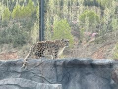 -青藏高原野生动物园