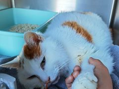 -纳吉亚猫专科动物医院博雅分院
