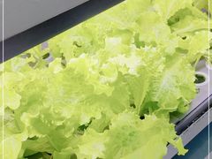 -蔡澜PHO(海岸城店)