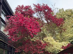 -荷风细雨·中国茶宴(碧云店)