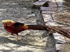 -西安秦岭野生动物园